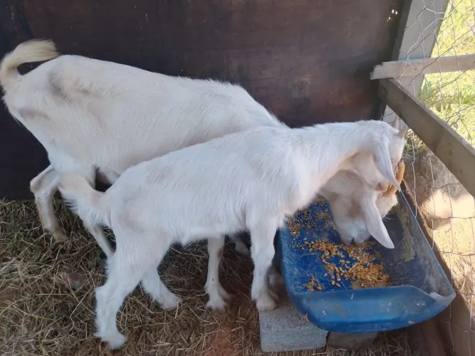 Vendo cabra e cabritinho 