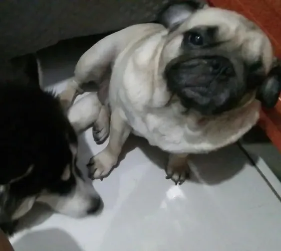 Vende-se Pug fêmea