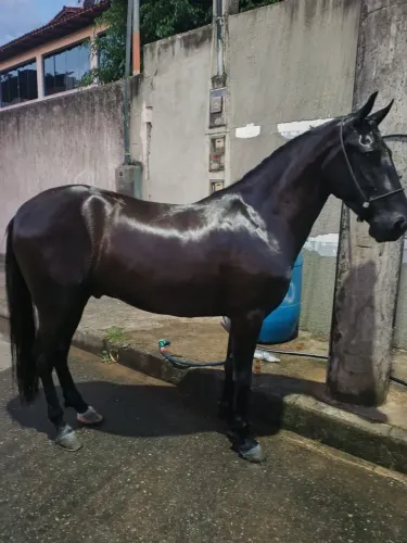 Cavalo mangalarga Machador 