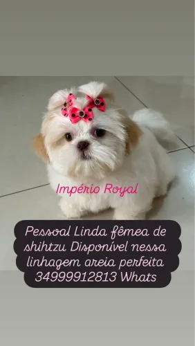 Shihtzu Fêmea Linhagem Areia Perfeita! Em até 10 x no cartão 