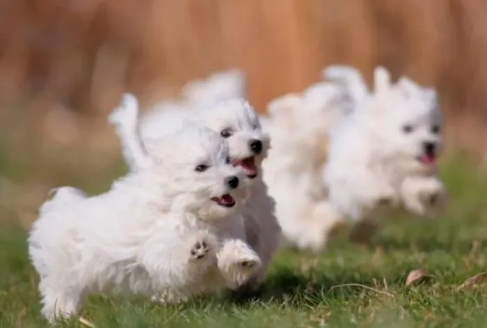 Adoráveis Filhotes de Maltês - Cãezinhos Super Dóceis e Amorosos