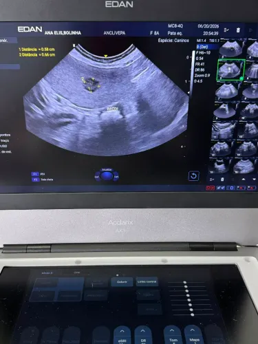 Ultrassom vet sonoscape sonda ótima
