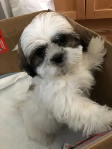 Shih Tzu Um presente que vira parte da família