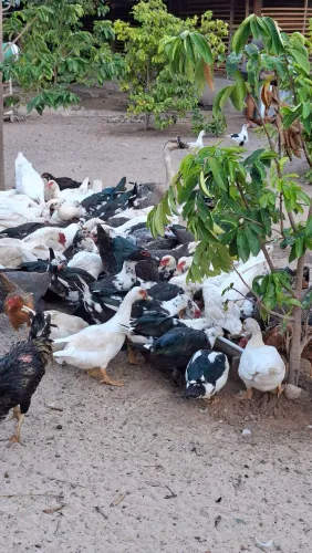 Patos à venda