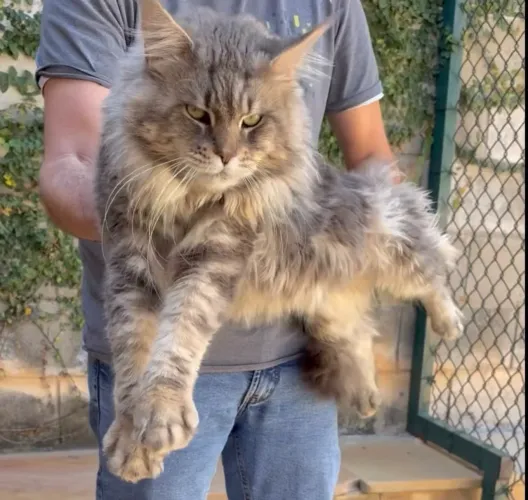 Filhotes de gato Maine Coon disponíveis 