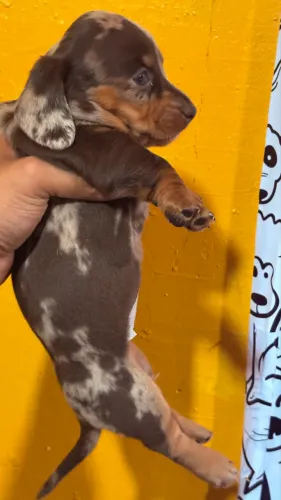 Dachshund Arlequim - Salsicha mofadinho filhotes