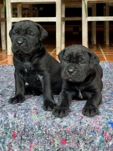 Cane corso filhotes