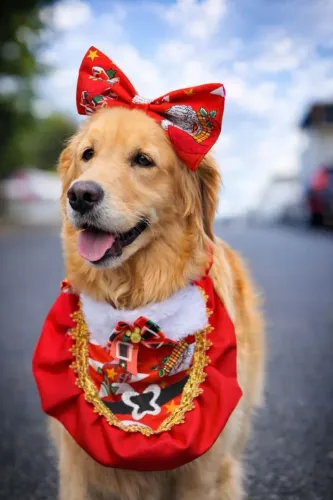 Golden Retrivier fêmea