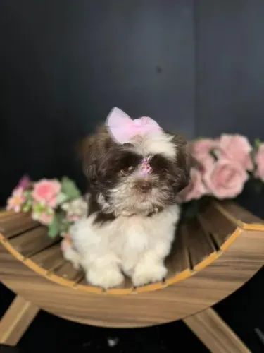 Lhasa Apso,Lhasa Apso Filhote Linda Linhagem Disponível
