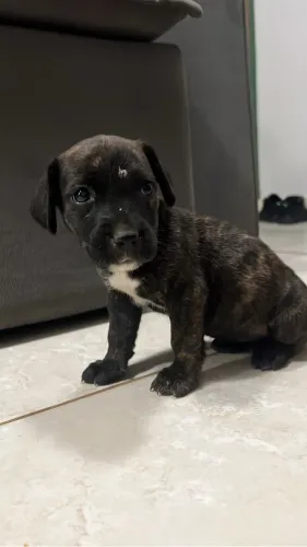 CACHORRINHA