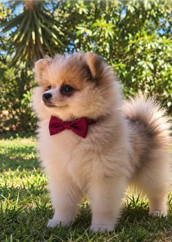 Lulu da pomerania