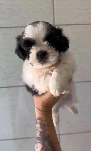 Shih tzu macho pandinha linhagem 100% pura