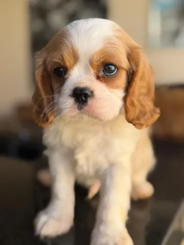 Cavalier filhotes