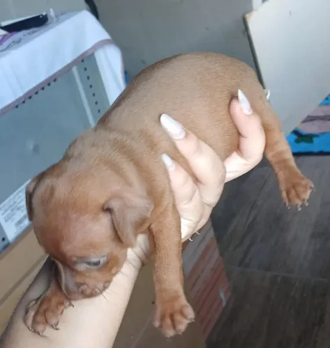 Vende- se um cachorro pinscher n° 1
