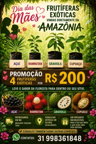 Mudas açai, graviola, cupuaçu, caju, cajá, manga
