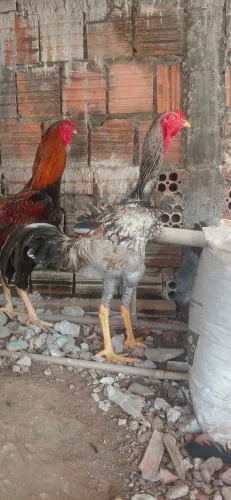 Galo índio gigante