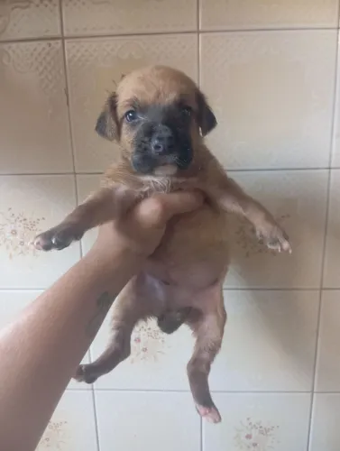Cachorrinho macho para adoção 