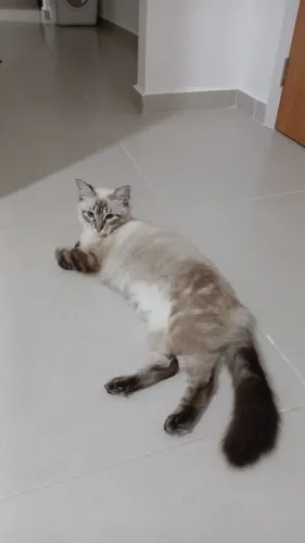 Adote gatinha castrada