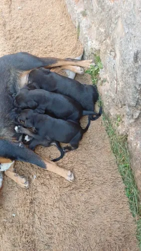 Rottweiler com American Bully