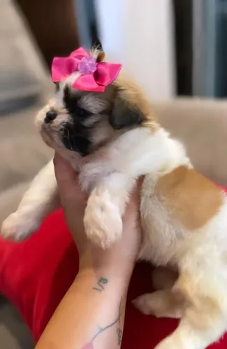 Shih Tzu micro