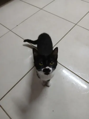 Doação de gatinha