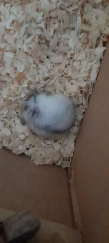 Estou doando hamster filhote chinês