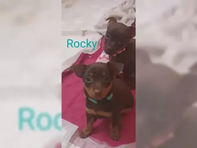 Filhotinhos Pinscher/Pincher Pura Raça Macho e Fêmea com Pedigree