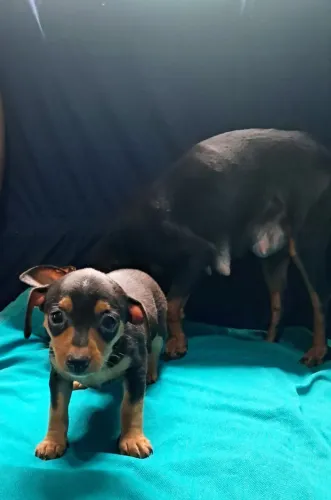 Filhotes de Pinscher 