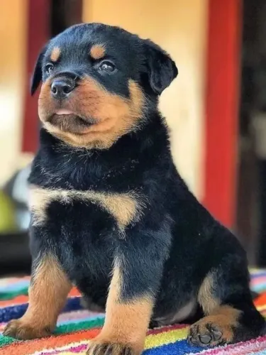 Rottweiler cão de guarda e amoroso