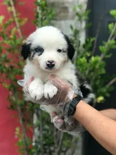 Border Collie- Escolha um Amigo Leal - Filhotes de Origem Confiável