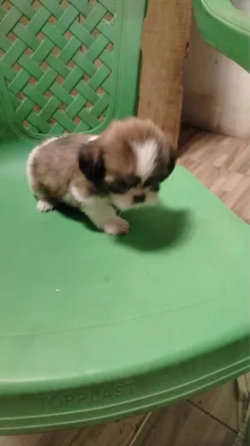 Vendo shih tzu puro