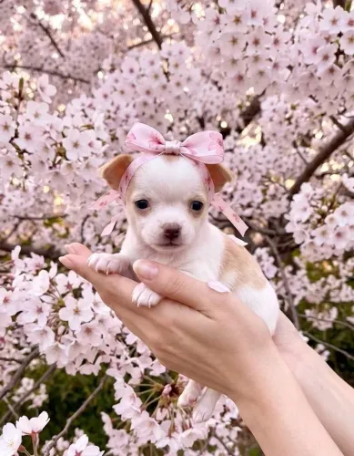 Chihuahua Fêmea e Macho Pelo Curto!Perfeição da raça!