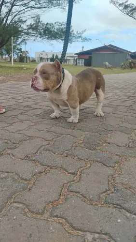 Macho jovem