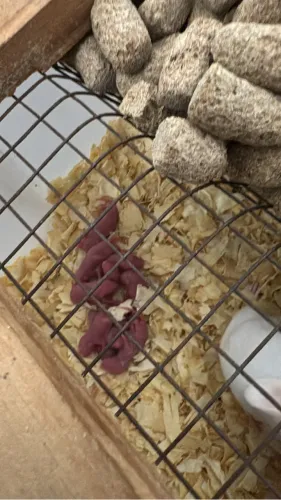 Ratos camundongos Twister Mercol