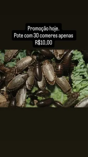 Barata cinérea 