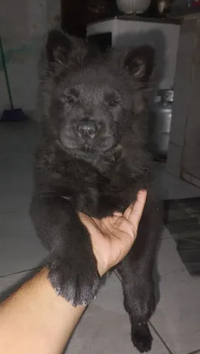 Chowchow 2 meses