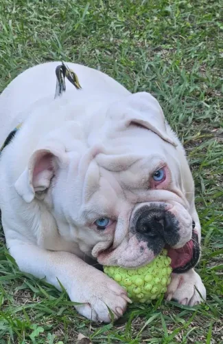 Bulldog inglês  mini
