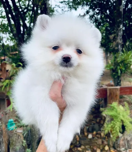 Filhote de Spitz alemão o pequeno fofinho que chama atenção por onde passa