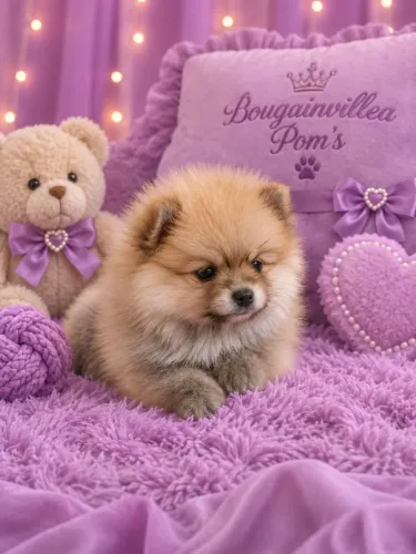 Lulu da Pomerânia fêmea, pelagem laranja. Alto padrão da raça.