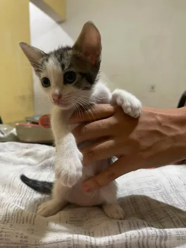 Doação de gatos