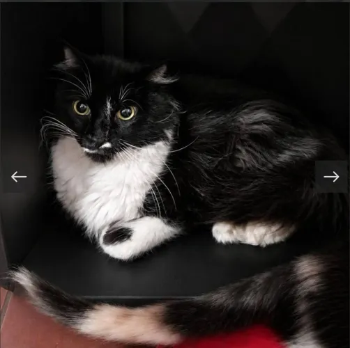 Gatinho muito dócil para adoção