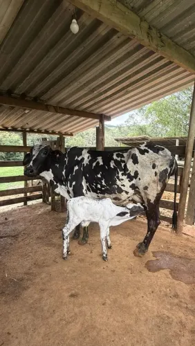 Vendo vaca