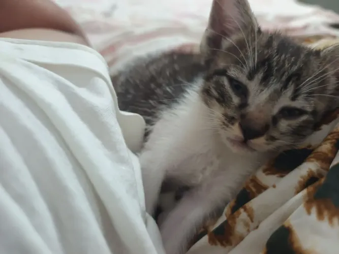Doação de Gatinhos