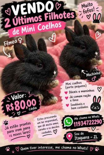 Vendo filhotes de coelho