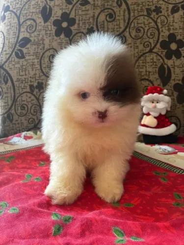 Lulu da pomeranea raríssimo anao com 60 dias