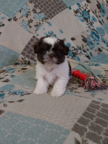 Shih tzu Macho Branco com chocolate