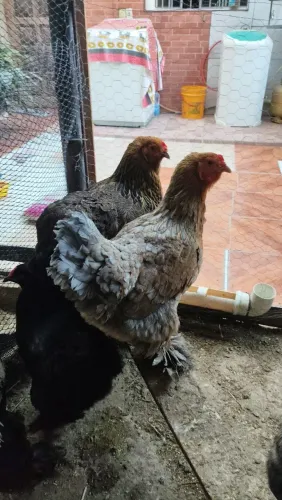 Galos e galinhas brahma