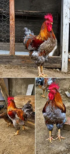 Pintinhos de gsb sertanejo balão 