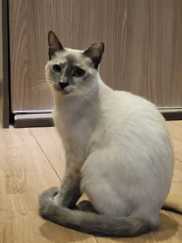 Gatinha para adoção - castrada/vacinada - São Paulo (ZN)