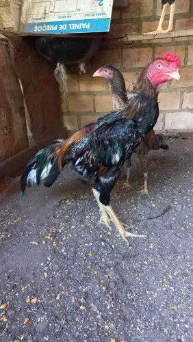 Vende-se 